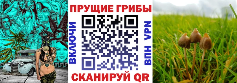 купить наркоту  Ясный  Псилоцибиновые грибы GOLDEN TEACHER 